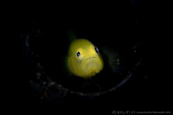 S N O O T #4
Yellow clown goby (Gobiodon okinawae)
Anil... by Irwin Ang 